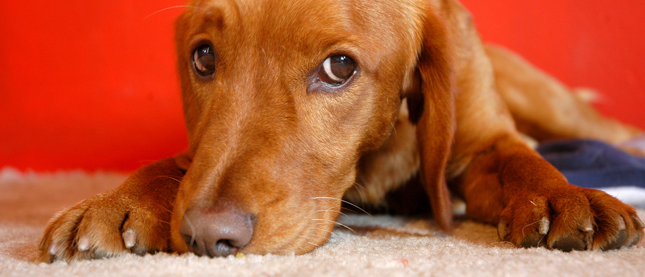 carpet pet odor removal denver