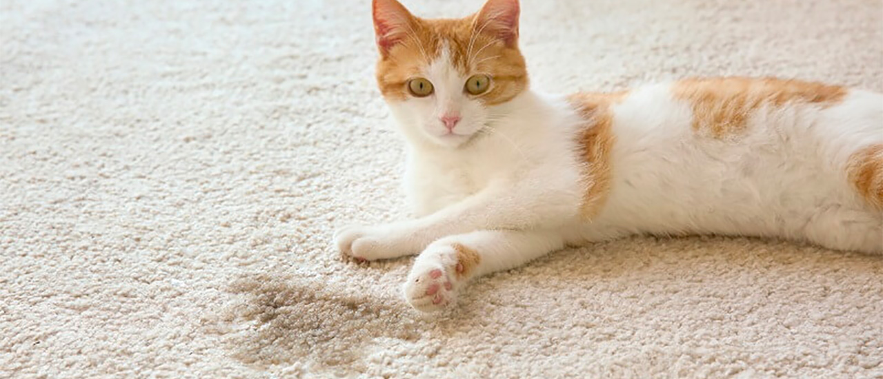 cat urine stain on carpet